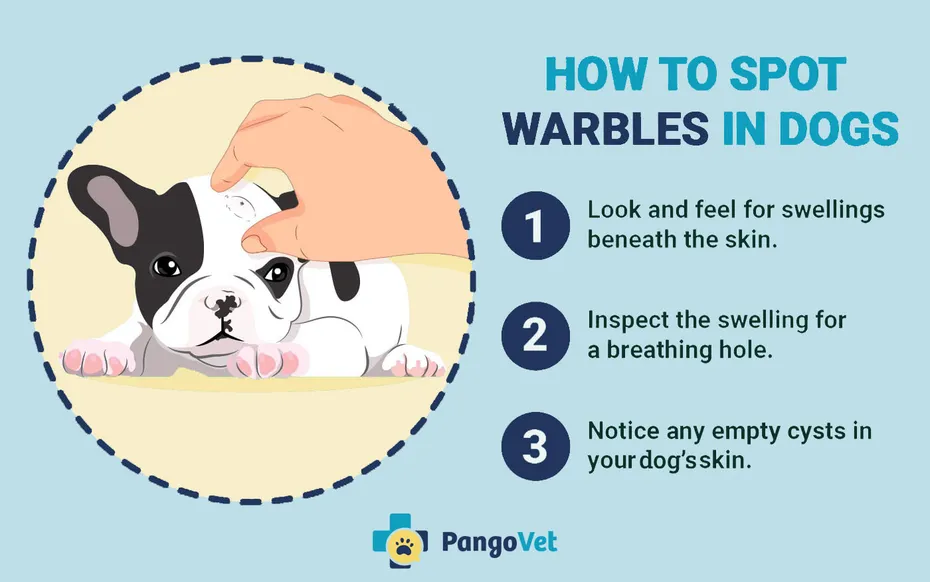 How to spot warbles in dogs