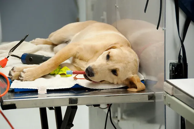Eating & Drinking for Dogs Prior to Spaying/Neutering (Vet Answer)