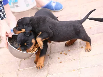 10 Best Dog Foods for Rottweilers in 2026 - Reviews & Top Picks