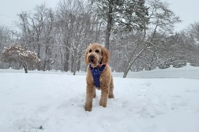English Goldendoodle: Info, Pictures, Care & More