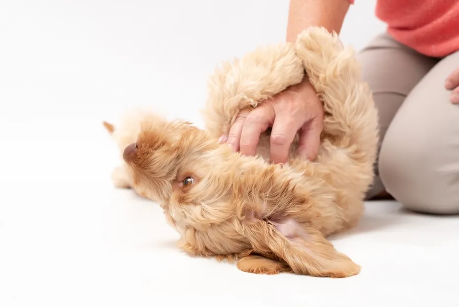 fluffy dog being tickled on its belly