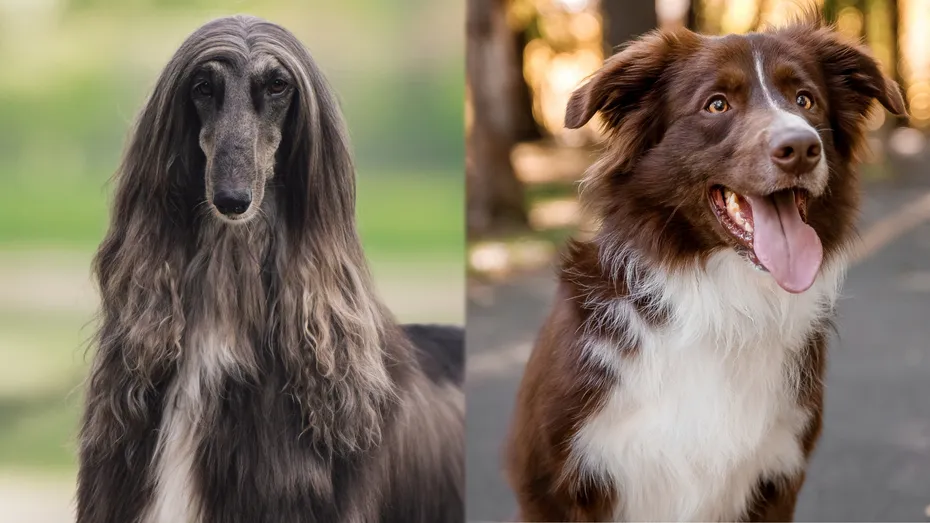 Parent Breeds of Afghan Collie