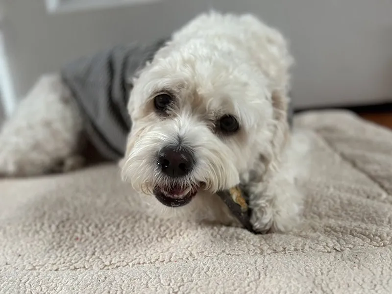 dog eating the honest kitchen ocean chews