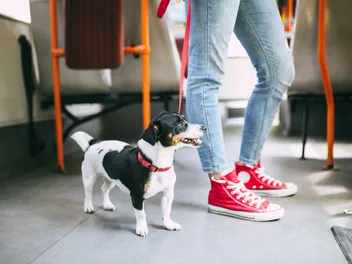 Can Dogs Ride the Bus? What to Know, Travel Tips & Etiquette