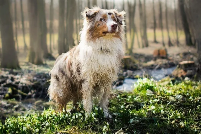 How Much Does It Cost to Own an Australian Shepherd? (2026 Guide)