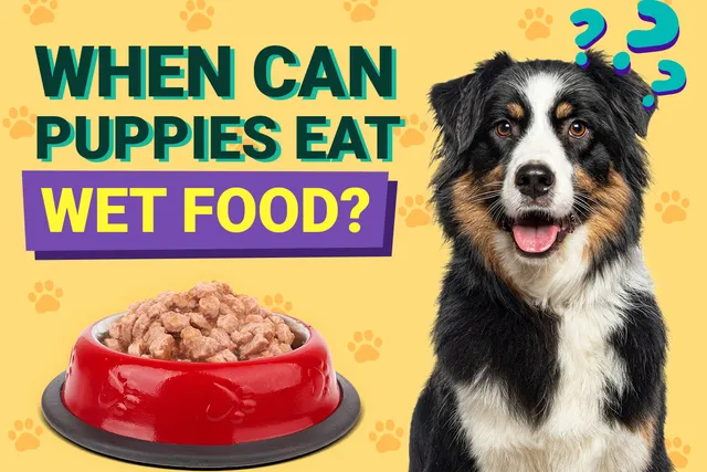 When Can Puppies Eat Wet Food? Vet-Approved Facts & FAQ