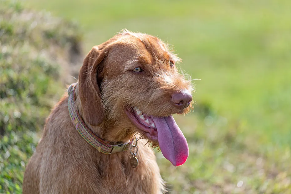 close up Hungarian wirehaired Vizsla dog