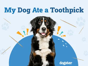 My Dog Ate a Toothpick: Should I Be Worried? Our Vet Answers