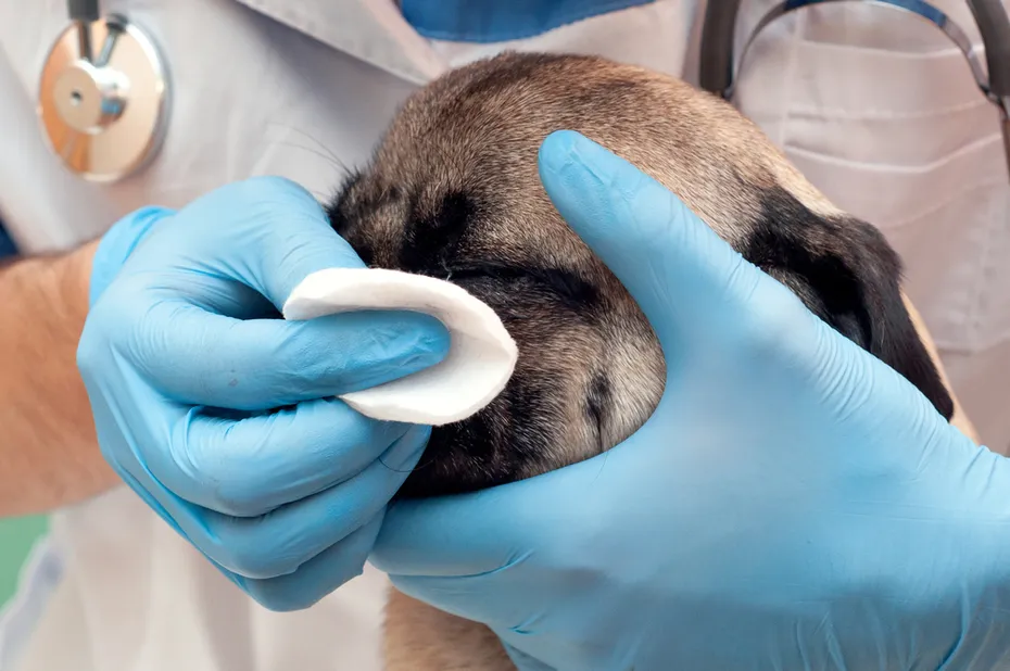 Pug Vet Cleaning eyes