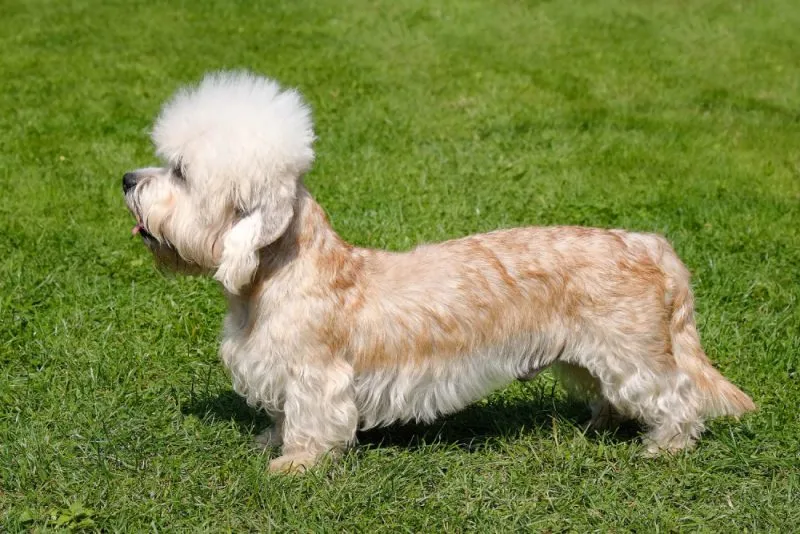 Dandie Dinmont Terrier dog standing on the grass outdoors