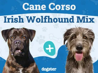 Cane Corso Irish Wolfhound Mix: Info, Pictures, Care & More