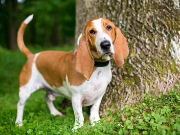 16 Dog Breeds With Low Separation Anxiety (With Info & Pictures)