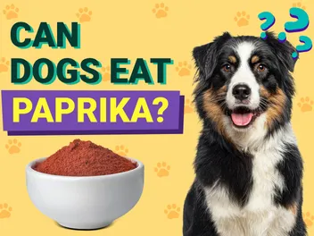 Can Dogs Eat Paprika? Vet-Reviewed Dangers & Safe Alternatives