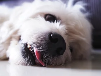 Can Anesthesia Cause Seizures in Dogs? Our Vet Explains