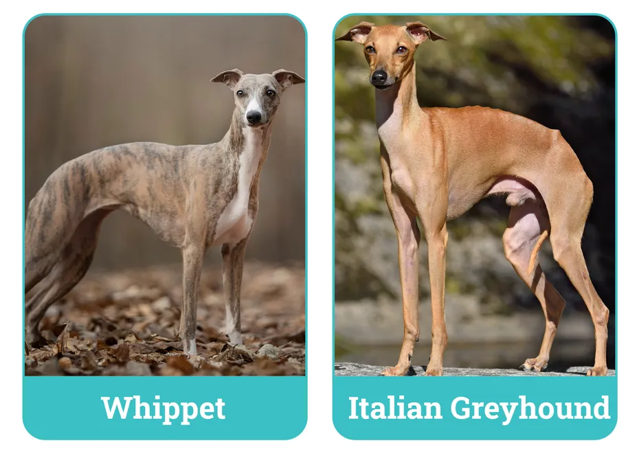 Whippet vs. Italian Greyhound