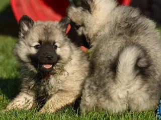 Keeshond: Info, Pictures, Facts & Traits