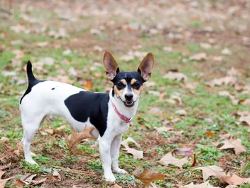 Do Dogs Need to Go Outside? 7 Vet-Verified Reasons to Get Them Outdoors