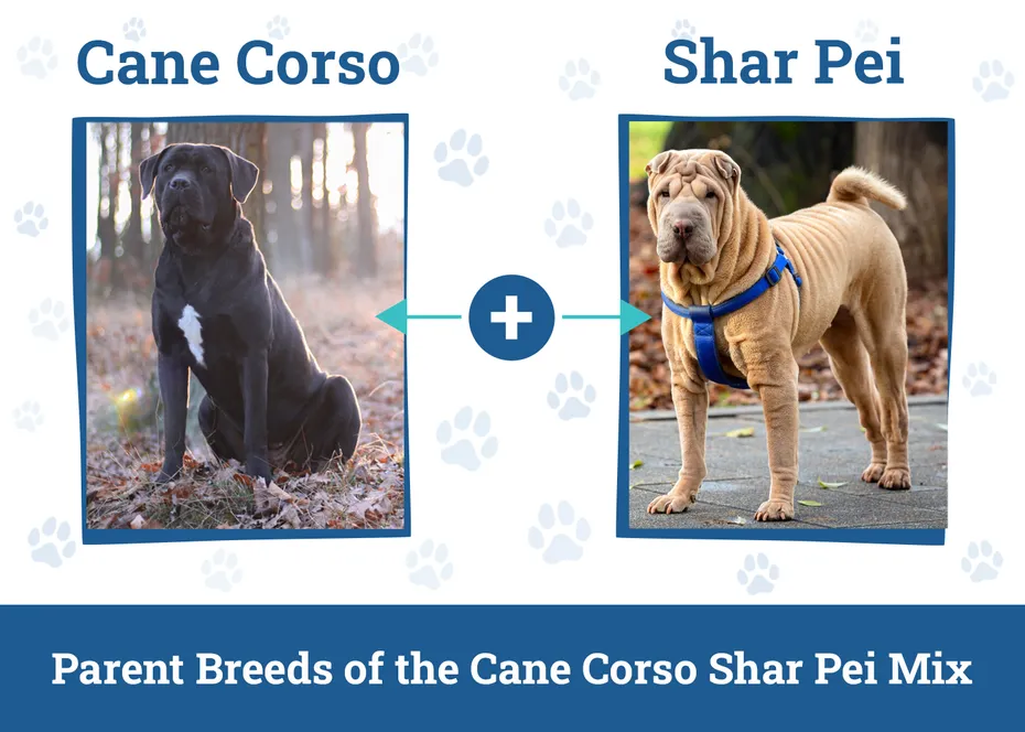 Parent Breeds of the Cane Corso Shar Pei Mix
