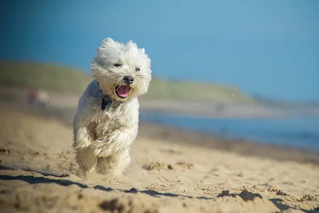 10 Sunny Dog-Friendly Beaches in Long Island (2026 Update)