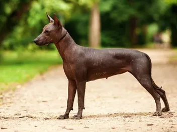10 Facts About the Xoloitzcuintli (Mexican Hairless Dog)