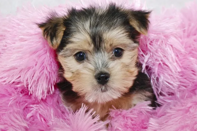 Morkie (Maltese & Yorkie Mix): Info, Pictures, Care & Traits