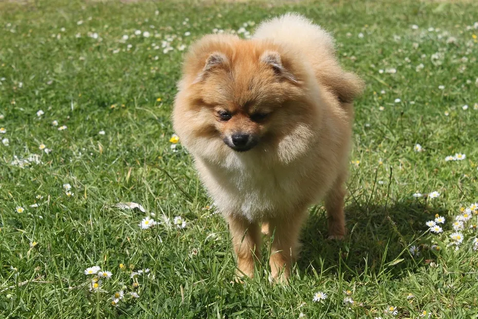 Miniature Spitz