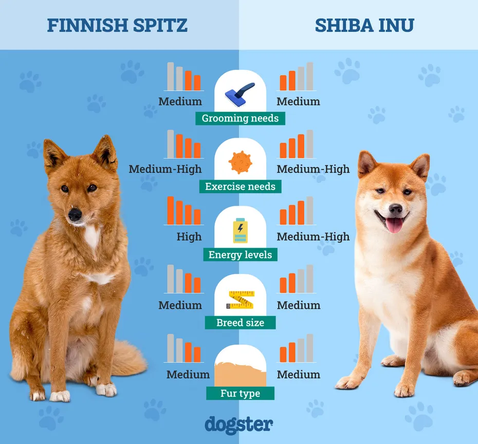 Dogster_Side by Side Comparison_ Finnish Spitz vs Shiba Inu