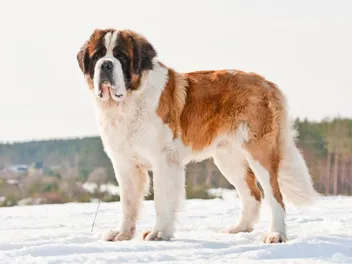 Barry the Saint Bernard - Who Was This Superdog of Switzerland