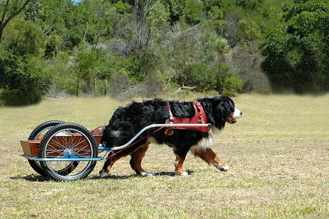 Bernese Mountain Dog Carting: History & How to Train Them
