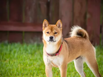 16 Primitive Dog Breeds: Info, Pictures & History