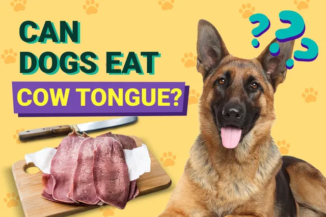 Can Dogs Eat Cow Tongues? Vet-Verified Nutrition Facts & FAQ
