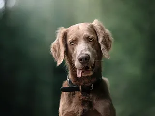 Do Red Weimaraners Exist? History & Facts