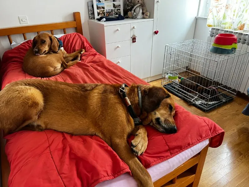 Hela and Lava on the bed while Lajka is in the crate