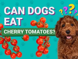 Can Dogs Eat Cherry Tomatoes? Vet Approved Nutrition Facts & Advice
