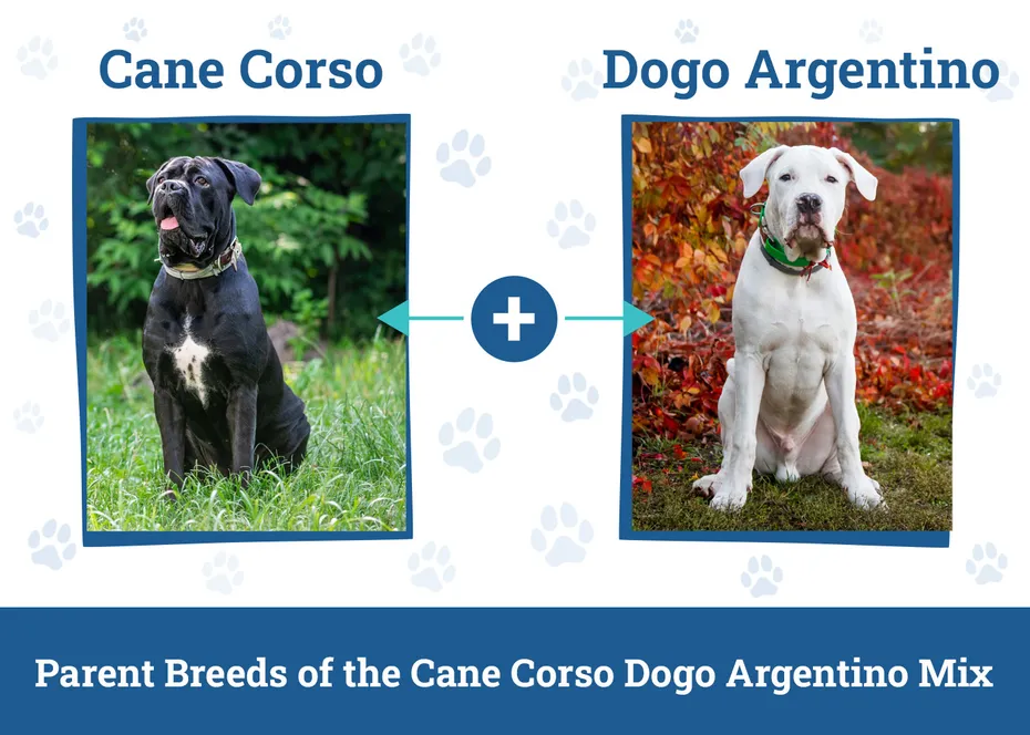 Parent Breeds of the Cane Corso Dogo Argentino Mix