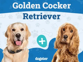 Golden Cocker Retriever Dog Breed: Info, Pictures, Care & Traits