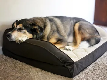Dog Pancreatitis Recovery Time – Will My Dog Get Better? (Vet Answer)