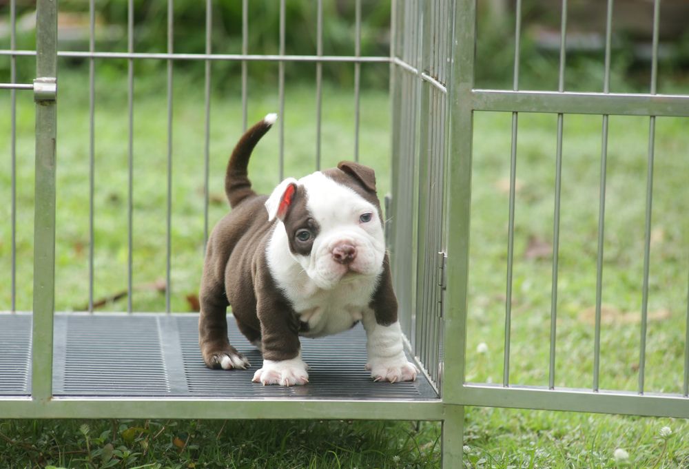 Brown and white American Bull puppy in a cage