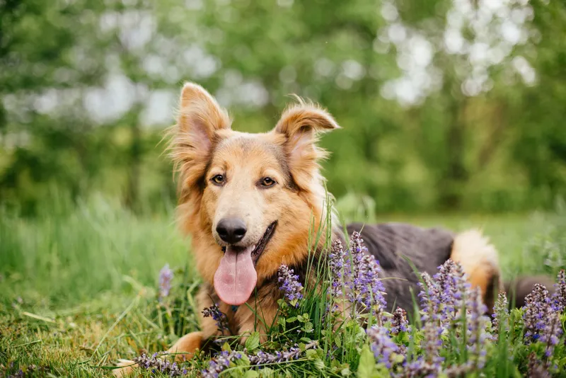 border collie and German shepherd mix