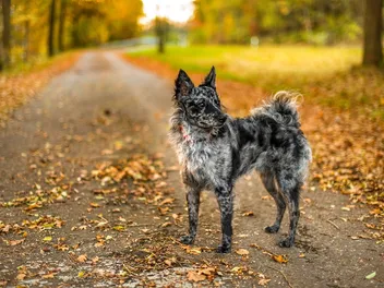 How Old Is 7 in Dog Years? Vet-Approved Guide to Each Size of Dog