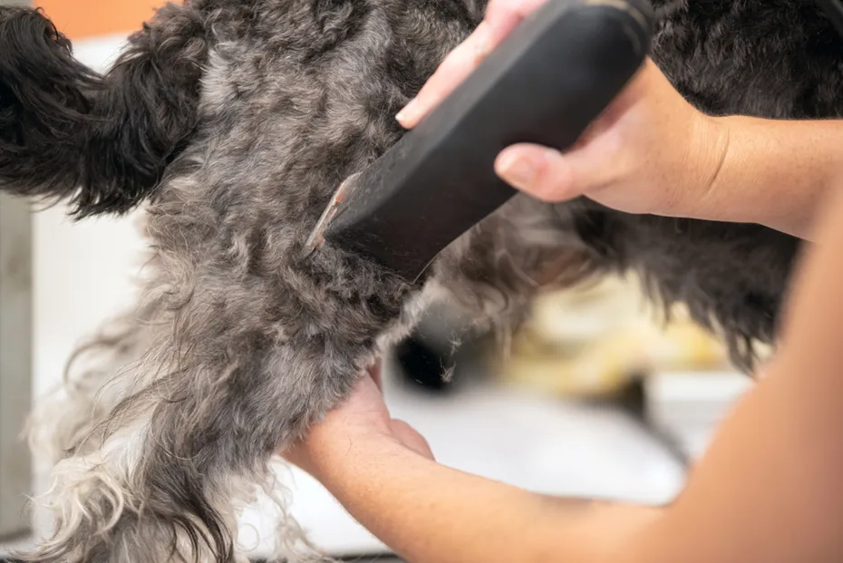 woman trimming dog's hair with clippers