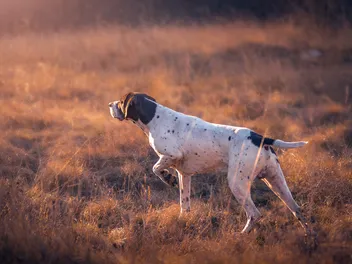 How to Train a Hunting Dog: Vet-Approved 10 Tips & Tricks