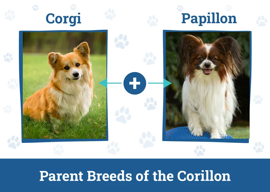Parent Breeds of the Corillon