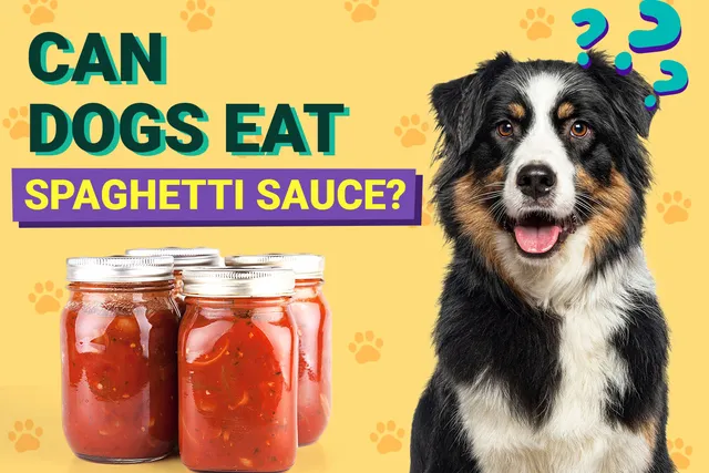 Can Dogs Eat Spaghetti Sauce? Vet-Verified Nutrition Facts & Better Alternatives