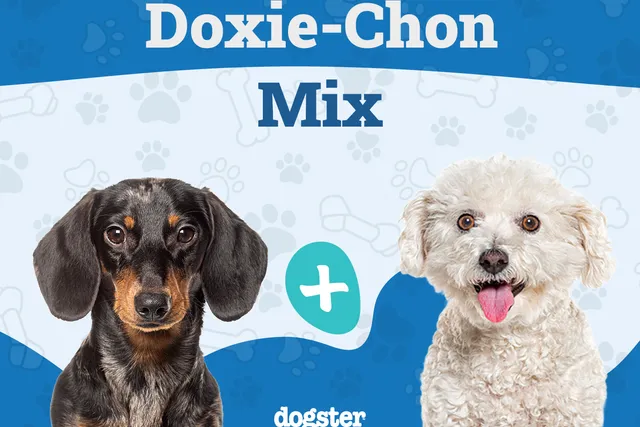 Doxie-Chon (Bichon Frise Dachshund Mix): Info, Pictures, Care & Traits