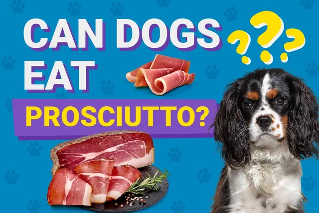 Can Dogs Eat Prosciutto? Vet-Approved Facts