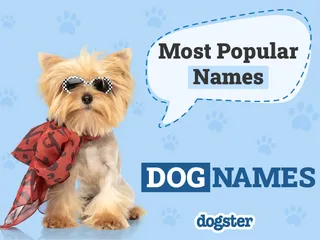 100+ Most Popular Dog Names of 2026 According to the Top Pet Companies