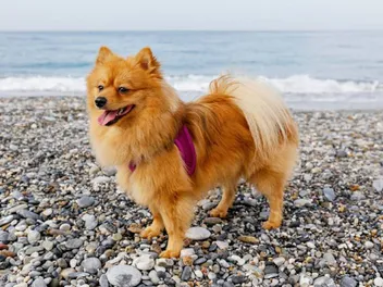 10 Best Dog Harnesses in 2026 - Reviews & Top Picks