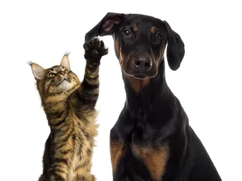 Will a Doberman Be Good With My Cat? 7 Important Tips & FAQs
