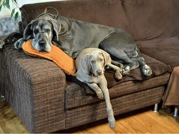 When to Switch a Great Dane From Puppy to Adult Food? Vet Approved Guide